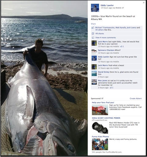 Huge marlin washes up in WA